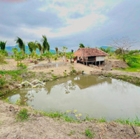 Chuyển Nhượng Nhanh Farm Suối Khoáng Nóng Tại Ninh Tây, Ninh Hòa. Qh Full Thổ, Giá Bao Sang Tên