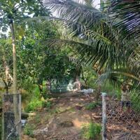 Chủ lớn tuổi cần b.á.n 2 công vườn đang thu hoạch: dừa, bưởi…. tại Chợ Gạo, Tiền Giang