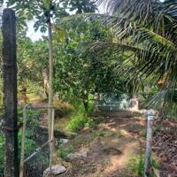 Chủ lớn tuổi cần b.á.n 2 công vườn đang thu hoạch: dừa, bưởi…. tại Chợ Gạo, Tiền Giang