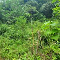 Bán gấp lô đất có diện tích 1,6ha full đất rừng sản xuất thuộc huyện Kim Bôi - Hoà Bình