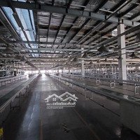 Xt063Cho Thuê Xưởng 11.000M2 Khu Công Nghiệp Amata. Long Bình, Biên Hòa, Đồng Nai