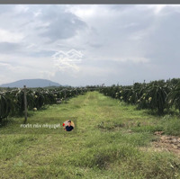 Bán 25Ha Trang Trại Thanh Long, Bình Thuận Giá 240 Nghìn/M