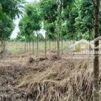 Bán Đất Rẻ Đẹp Tại Huyện Lộc Ninh, Tỉnh Bình Phước Diện Tích 11 Ha