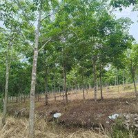 Bán Đất Rẻ Đẹp Tại Huyện Lộc Ninh, Tỉnh Bình Phước Diện Tích 11 Ha