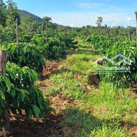 1 Siêu Phẩm Đất Bám Hồ Ôm Suối Thác , Cà Phê Nguồn Thu Khủng.