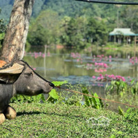 Bán Lô Đất Bám Hồ - Tay Chạm Nước Phú Vinh Tân Lạc Hòa Bình, 2138M2