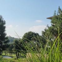 Bán Đất Khu Nghỉ Dưỡng Sân Golf Tam Đảo, Vp, 988M View Toàn Cảnh Sân Golf, Liên Hệ: 0985893282