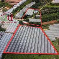 8.800M2 Đất Mimosa P10 Đà Lạt - Đường Ô Tô 6 Mét - View Thung Lũng Xanh Vĩnh Viễn Không Bị Che Chắn