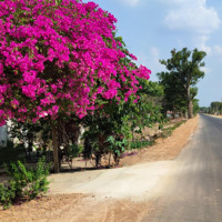 Bán Giá Bán 265 Tr Đất Cách Nhựa 1Km. Giá Đã Quá Rẻ Không Mua Chỉ Có Tiếc