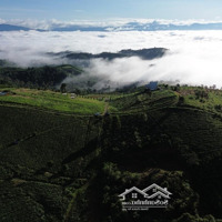 Bán Nhanh Lô Đất Sào Săn Mây 1000M2, View Cực Chill, Đường Bê Tông.