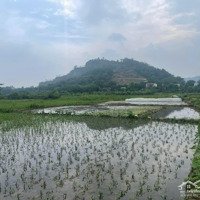 Bán Đất Đông Xuân Quốc Oai Hà Nộidiện Tích2400M2 Có 200 Ont Giá Rẻ Cho Nhà Đầu Tư. Khả Năng Thanh Khoản