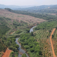 Bán Đất Đăk Nông - Bon Tamung, Xã Trường Xuân, Huyện Đăk Song