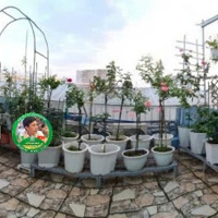 Bán Nhà 3 Tháng 2, Quận 10,Diện Tích72M2, Kc 5 Tầng, Đường 10M Có Vỉa Hè, Giá Chỉ Nhỉnh 21 Tỷ