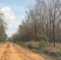 Bán 1Ha ( 10.000M2 ) Cao Su Tại Tân Đông - Tân Châu