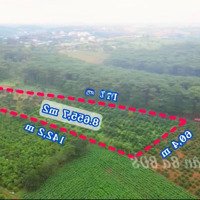 Chỉ 2,3 Tỷ/1.000M2 Đất Siêu Đẹp View Rừng Thông Và Đồi Chè Tâm Châu Bảo Lộc