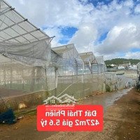 Cần Tiền Bán Gấp Đất Nền Biệt Thự Tại Thái Phiên , Đà Lạt 427M2 Giá Chỉ Có 5.6 Tỷ