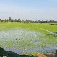 Bán Đất Lúa: 65.000M2 (Mặt Tiền 110M, Nở Hậu) Đường Đá Xe Ô Tô, Xã Tân Hội Trung, H Cao Lãnh