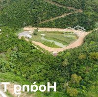 Chính Chủ Bán Gấp 16.000M2 Đất Bảo Lộc Giá Bán 4,4Ty