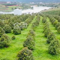 15Ha, 750M Mặt Tiền Sát Hồ Lớn, 1500M2 Thổ Cư, 1260 Cây Sầu Riêng 6Năm, Nhà Yến 950M2 Sàn Chỉ 65 Tỷ