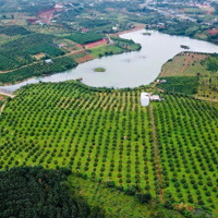 15Ha, 750M Mặt Tiền Sát Hồ Lớn, 1500M2 Thổ Cư, 1260 Cây Sầu Riêng 6Năm, Nhà Yến 950M2 Sàn Chỉ 65 Tỷ