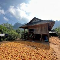 Lô đất Mộc Châu siêu phẩm phù hợp làm Homestay, coffee check in,nghỉ dưỡng