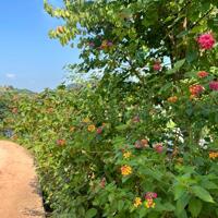 Lô đất Mộc Châu siêu phẩm phù hợp làm Homestay, coffee check in,nghỉ dưỡng