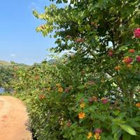 Lô đất Mộc Châu siêu phẩm phù hợp làm Homestay, coffee check in,nghỉ dưỡng