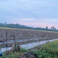 Bán 14,990m2 mặt tiền 63m xã Tân Thạnh Trung huyện Tam Bình Vĩnh Long, cách ubnd xã Tân Thạnh Trung 750m