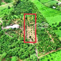 Bán Khoảng 1 Sào 1 (1100M2) Đất Bàu Chinh, Huyện Châu Đức, Brvt. Giá Bán 1 Tỷ 650 Triệu.