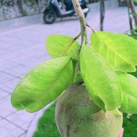 Bán Nhà Biệt Thự Vườn Vĩnh Trung Nha Trang