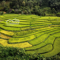 Bán Trang Trại - Khu Nghỉ Dưỡng Tuyệt Đẹp Tại Xã Chiềng Sơn, Mộc Châu - Ngắm Trọn Đỉnh Pha Luông