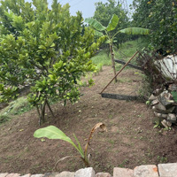 Gia Đình Cần Tiền Bán Mảnh Đất 180M2 Đã Có Sổ Đỏ Gia Chỉ Có Nhỉnh 300 Triệu