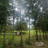 Ngộp - Cần Bán Gấp 3800M2 Đất Long Thành Đồng Nai