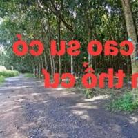 Cần bán 5010m, có 300m thổ cư, xã An Viễn, huyện Trảng Bom