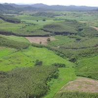 100Ha Đất Rừng Sản Xuất .Đất Đẹp Giá Rẻ .