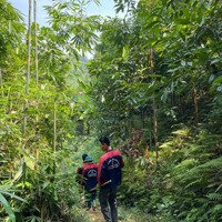 Chính Chủ Bán Đất Trang Trại Phố Lu, Bảo Thắng Lào Cai