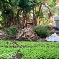 Bán Đất Tại Hạ Mỗ, Đan Phượng, Hà Nội, Giá Chỉ 46 Triệuieu/1M2 - Diện Tích 48,8 M2