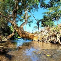 Siêu Phẩm Duy Nhất Tại Xã Sông Ray Bán Lô Đất View Suối Thề 7,9 Tỷ Vnd, 8300 M2