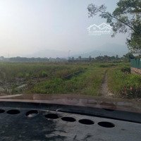 Chính Chủ Cần Bán Đất Ruộng Tại Phù Ninh, Minh Phú, Sóc Sơn, Hà Nội
