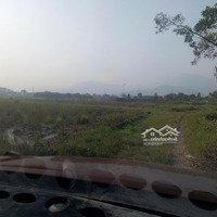 Chính Chủ Cần Bán Đất Ruộng Tại Phù Ninh, Minh Phú, Sóc Sơn, Hà Nội