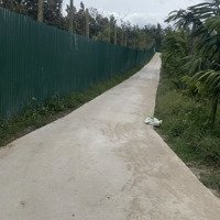 Bán Vườn Phung Sâu Riêng Nguồn Thu Khủng Cách Buôn Hồ Chỉ 10Km,Đường Bê Tông Tới Đất,Dt:18,454M2