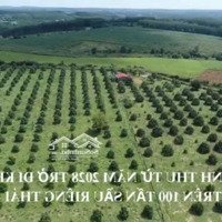 30 Tỷ Sở Hữu Ngay 55.000M2 /3 Mặt Tiền, Giáp Suối, Tài Lộc Tại Gia Nghĩa, 100 Tấn Sầu Riêng/1 Năm