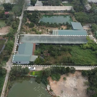 Hơn 2000M2 Đất Trang Trại Cấn Hữu, Quốc Oai. Sẵn Nhà Khang Trang, Điện Nước,Cho Thuêphụ, Vườn Chuồng