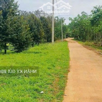 Chủ Bán Miếng Đất Nhà Vườn Hơn 500M2/100M2 Thổ Cư Chỉ 390 Triệu, Sổ Hồng Riêng, Công Chứng Liền.