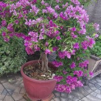 Mặt Tiền Kd Nguyễn Cửu Đàm, Sát Đường Tân Sơn Nhì, P.tsn, Tân Phú 90M2 Nhỉnh 13 Tỷ