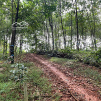 Bán Gấp Gần 1.3 Ha Tại Xã Tân Phước, Đồng Phú, Bình Phước Cách Tp Đồng Xoài Chỉ 5Km