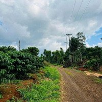 Siêu Phẩm Cà Phê Xen Sầu Riêng Ngay Quốc Lộ 19 Tại Gia Lai