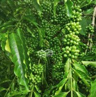 Siêu Phẩm Cà Phê Xen Sầu Riêng Ngay Quốc Lộ 19 Tại Gia Lai