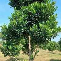 Bán vườn mít sổ sẵn 2 mặt tiền giá 280 triệu