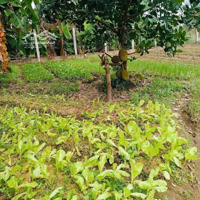 Nhà Chị Tư Tôi Cần Sang Lại Miếng Vườn Đẹp Giá Rẻ Chỉ 480 Triệu, Diện Tích 1100M2